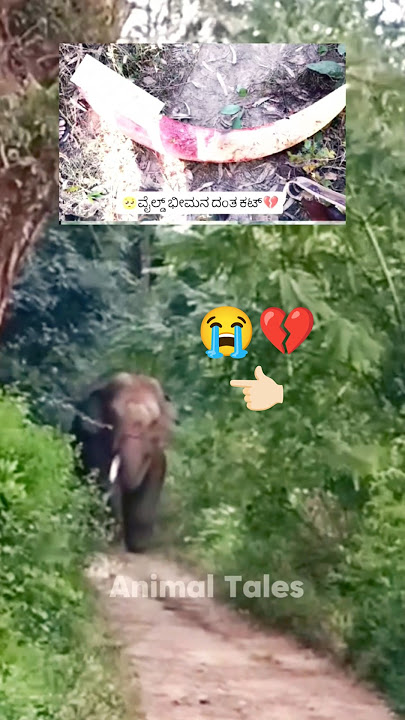 Bhima tusk😭 injury pain💔. #bheema #abhimanyu #wildbhima #bhima ##rescue