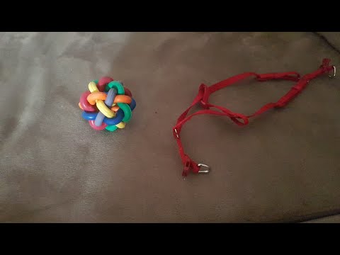 ჯესის ახალი გაჯეტები!