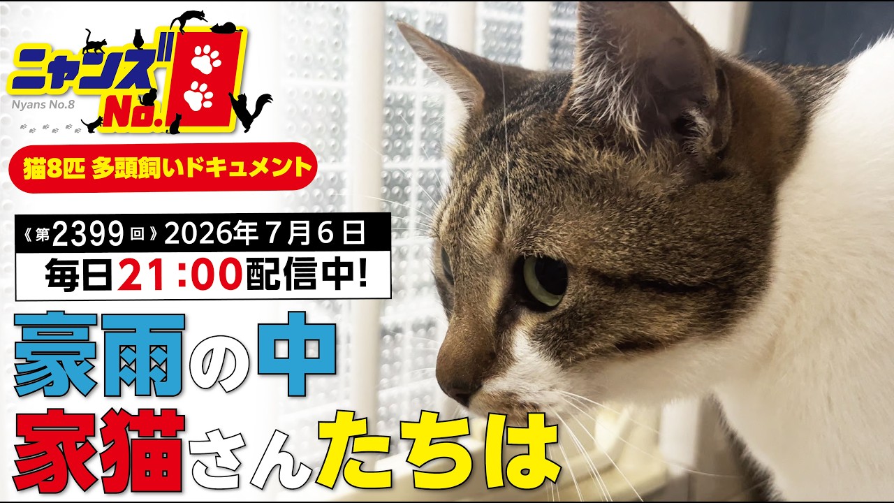 Episode 2399) How the house cats are doing in the heavy rain - YouTube