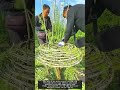 가지 엮어 나무에 특별한 구조물 만들기 #worker #workers