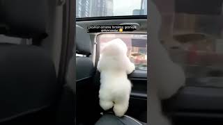 Horonu Duydumu Hic Dayanamıyor Hemen Oynuyor.😁😁🔱🔱