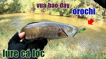 Câu Lure Cá Lóc ● Con Mồi Huyền Thoại Siêu Nhạy Cá Lóc | Cá Sắt Orochi | Tâm Râu Vlog #200