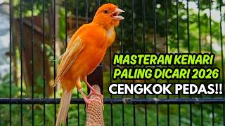 MASTERAN KENARI GACOR NGEROL PANJANG COCOK UNTUK PANCINGAN Kenari Paud AGAR cepat GACOR