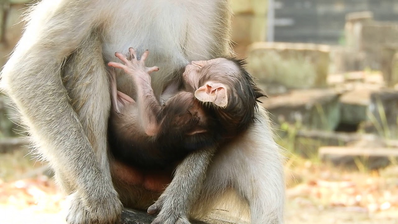 baby monkey pet uk animal babies monkey cute baby