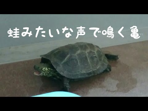 クサガメの鳴き声 蛙みたいな声で鳴く亀 Youtube