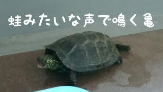 クサガメの鳴き声 蛙みたいな声で鳴く亀 Youtube