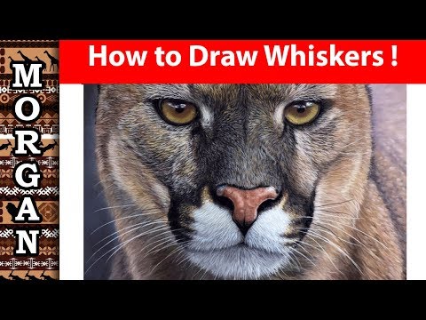How to draw whiskers with pastel pencils