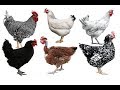 Las 4 mejores gallinas que debes comprar