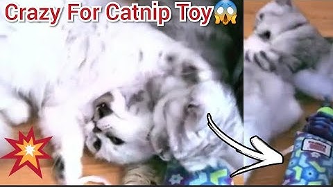 Catnip Cat Toy | Catnip and Cats | Cats Going Crazy, Funny Cats Reaction