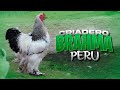 Visitamos el CRIADERO de Gallos BRAHMA &quot;Patas Libres&quot; | Características de los BRAHMAS  🐓🐔