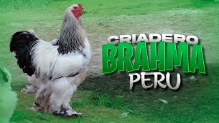 Visitamos el CRIADERO de Gallos BRAHMA &quot;Patas Libres&quot; | Características de los BRAHMAS  🐓🐔