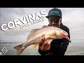 CORVINAS a RockFishing con equipos de MEDIA Potencia