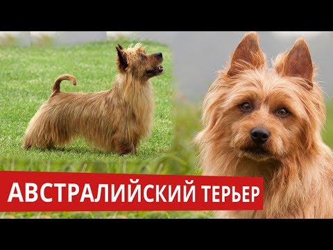 Видео: Австралийский терьер