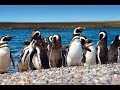 Puerto Madryn Argentina ,Punta Tombo, Magellan Penguins Colony in Ultra 4k