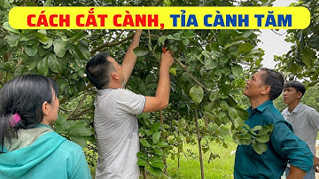 Cách cắt cành, tỉa cành tăm, cành vô hiệu trên cây bưởi @nongnghiepxanhhcm
