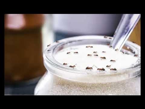 rid of ants Use an inexpensive, but tried and tested kitchen item to ...