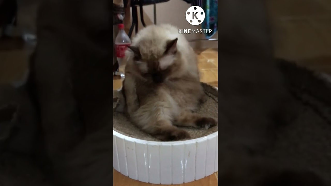 Meow Meow is licking her fur Meow Mellow Cat YouTube