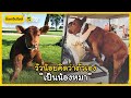 "ปั๊บปี้คาว" วัวน้อยคิดว่าตัวเองเป็นน้องหมา | Dog's Clip