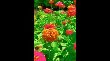 سورة إبراهيم تلاوة قرآن كريم الشيخ رعد محمد الكردي حفظه الله 💚💚🌹🌹