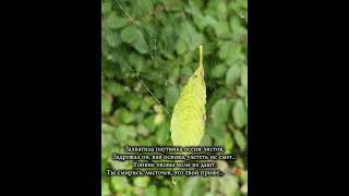 Стих и фото Виты Старковой #classicalmusic #music #piano
