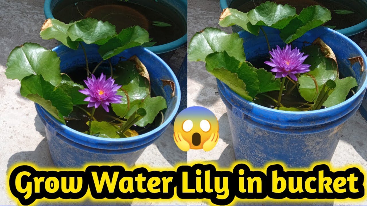 How to grow water lily on rooftop / Planting water lily in pot at home