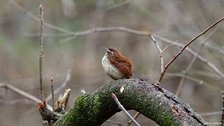 Carolina Wren