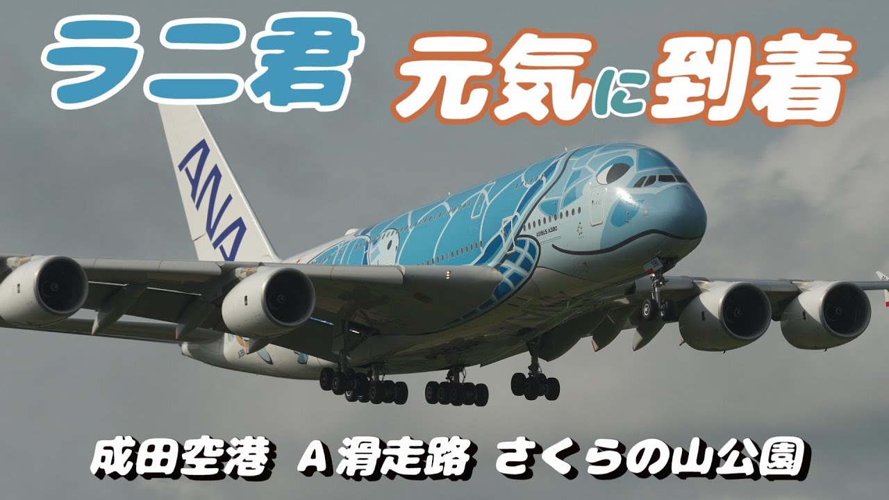 4K】成田空港 さくらの山公園 全日空 超巨大旅客機 フライング・ホヌ