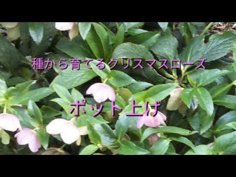 種から育てるクリスマスローズ ポット上げ 4 Youtube 種から育てるクリスマスローズ ポット上げ 4 Youtube