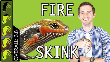 Fire Skink, The Best Pet Lizard?