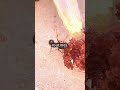 Discover The Insect That Lays Eggs Inside Ants