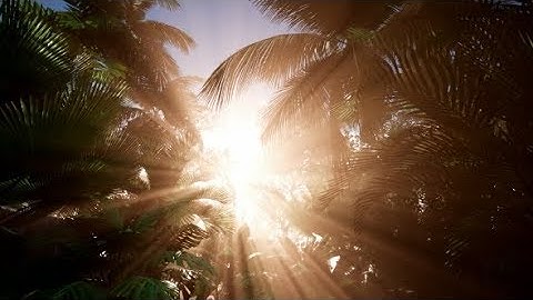 Sunset Beams Through Palm Trees | Motion Graphics - Videohive template