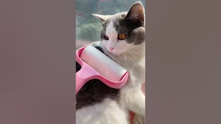 Video 10903841: best cutest cat, cat lovers, cat living, funny cat, kitten funny