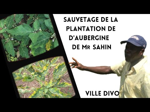 Vidéo: Aubergine : maladies et ravageurs les plus courants