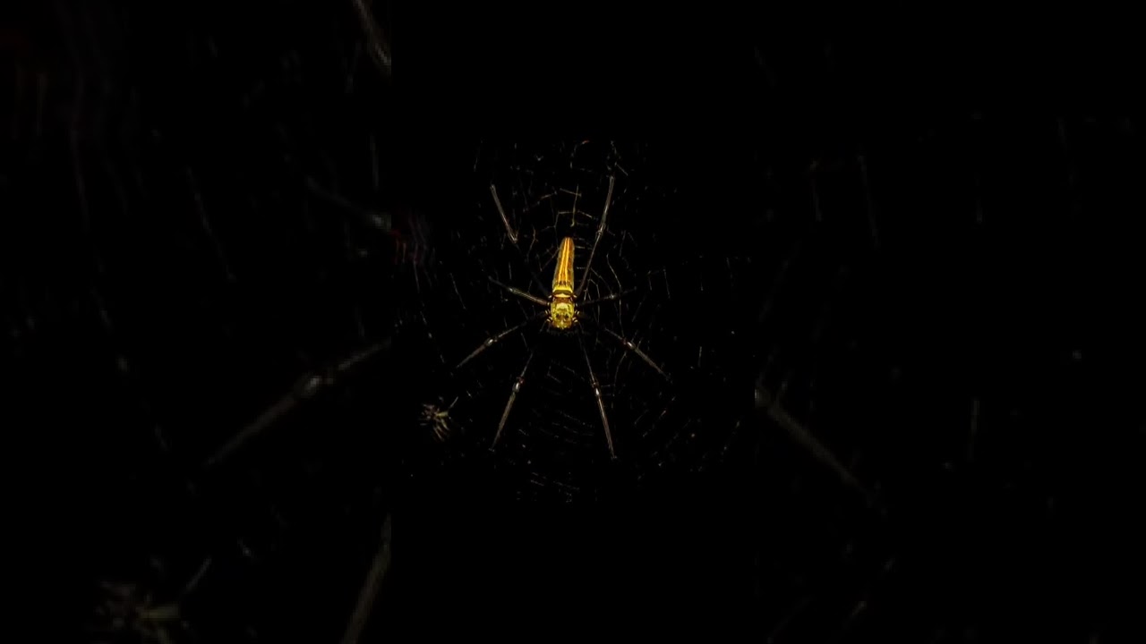 I want to be a spider I can trap and eat my enemies 