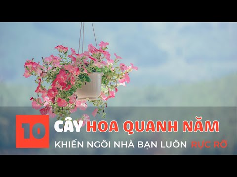 Video: Hoa vườn: cây lâu năm cho ngôi nhà mùa hè và bồn hoa