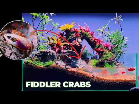 We Made a Paludarium for Fiddler Crabs, Here’s How!