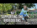 Supporting broadbeans the easy way  allotment gardening for beginners