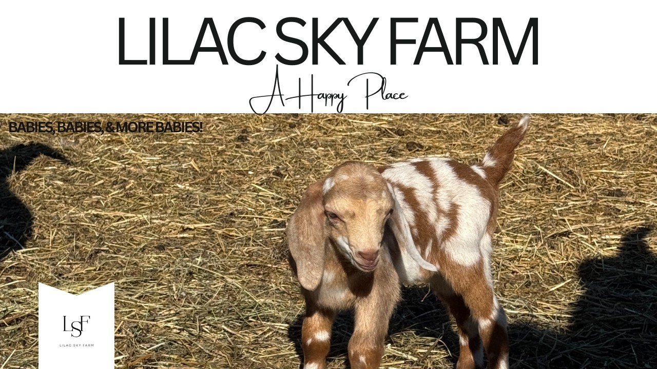 Baby Goats Everywhere | Kidding Season Has Taken Off