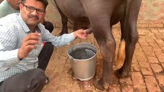 Teat Obstruction L Teat Stenosis L Teat Fibrosis L Band Teat Khaise Khole L Dr Umar Khan