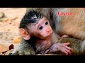 Baby monkey newborn Jason so cute, Jason is a baby of mom Jill