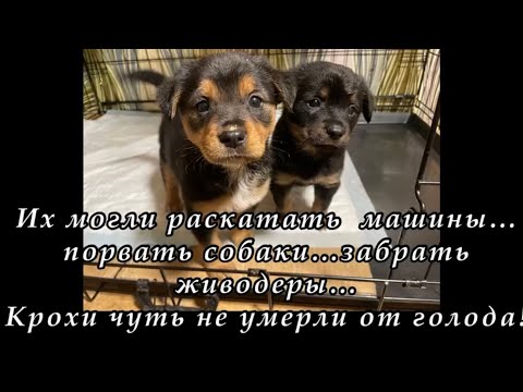 Их могли раскатать машины… порвать собаки… забрать живодеры… Крохи чуть не умерли от голода!