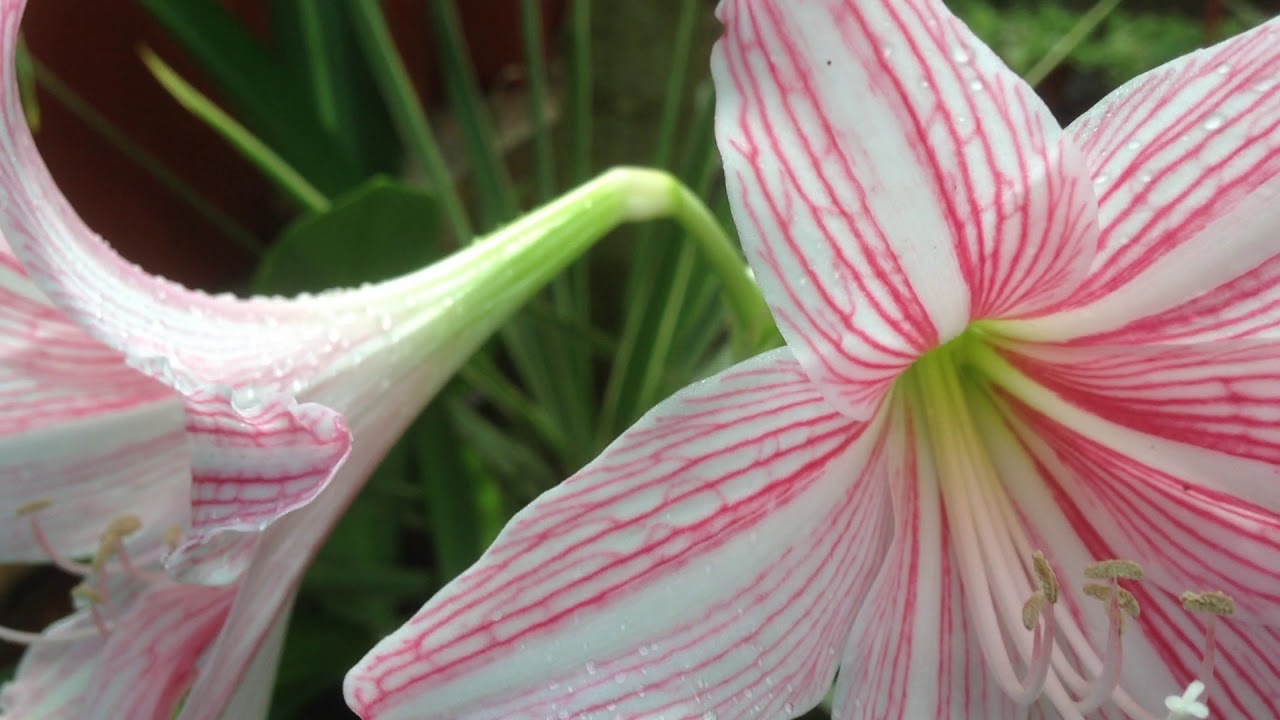 TWO LOVERS PLANTS YouTube