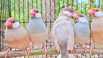 Java sparrow singing sound: Java sparrows are singing with a big group. They like to joy together.