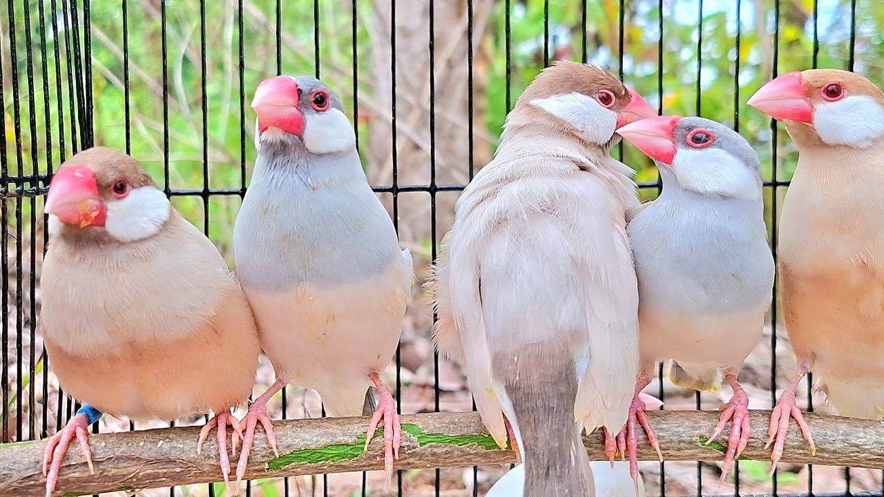 Java sparrow singing sound: Java sparrows are singing with a big group ...