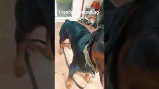 #funny #memes I realize it was the fattest one