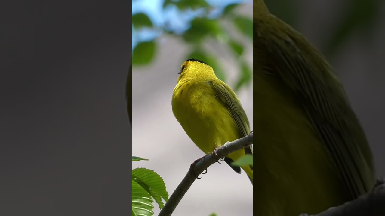 Wilson’s Warbler