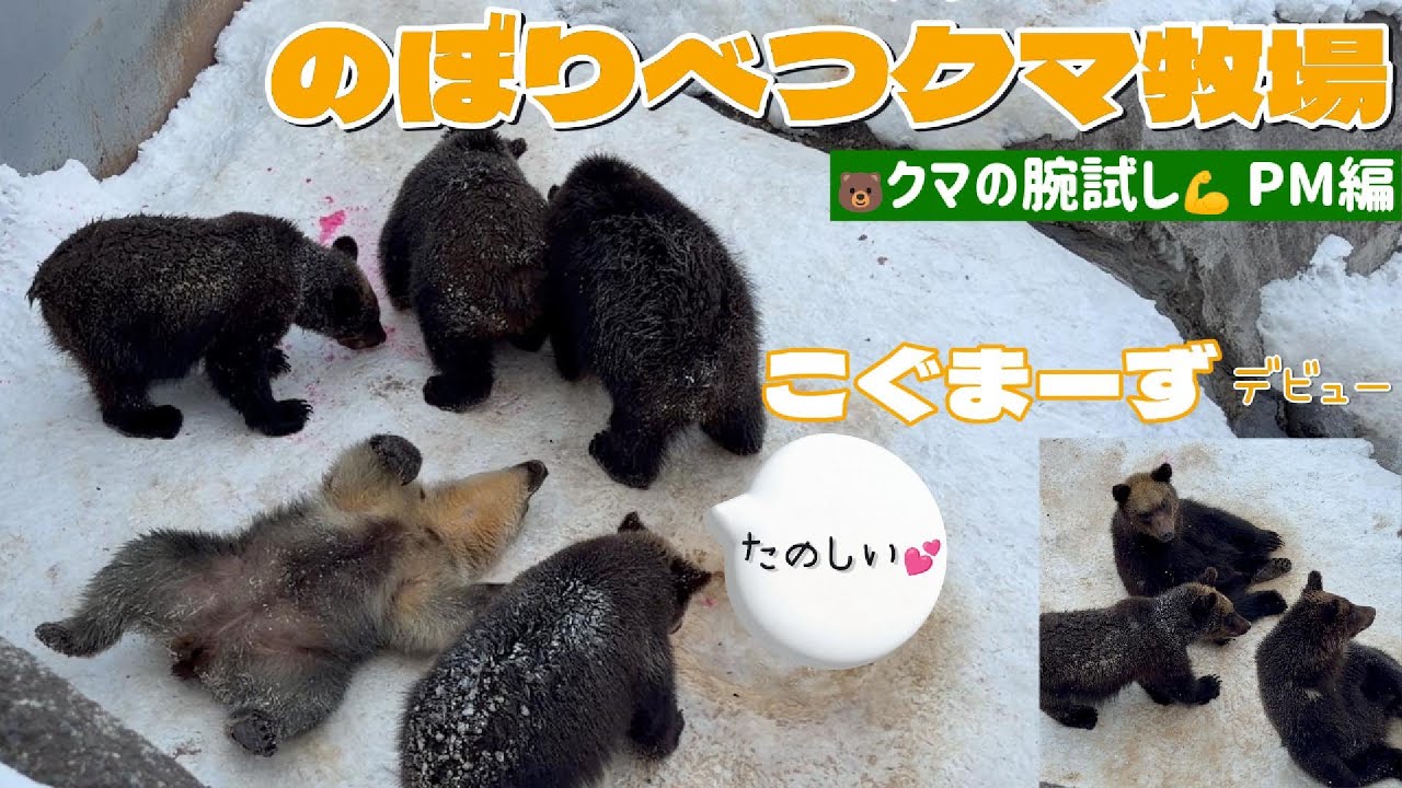 【2026/02①】デビュー日🐻クマの腕試し💪PM編
