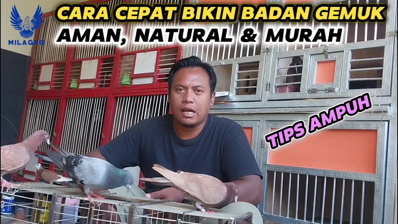 Cara Mengencangkan Badan Merpati