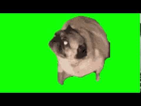 🐶 Pug dog dancing green screen | Perro bailando pantalla verde - YouTube