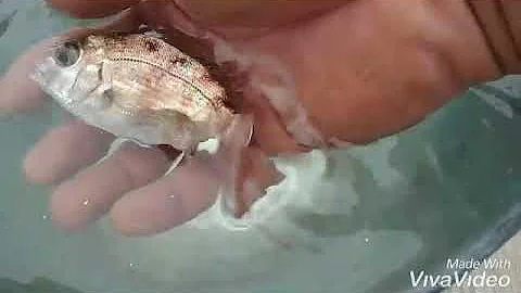 真鯛飼育